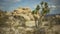 Desert plants blowing in the wind for green screen