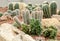 Desert plants (cactus) in garden