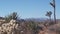 Desert plants, cactus in Joshua tree national park, California valley wilderness