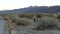 Desert plants, cactus in Joshua tree national park, California valley wilderness