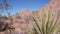 Desert plants, cactus in Joshua tree national park, California valley wilderness