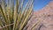 Desert plants, cactus in Joshua tree national park, California valley wilderness