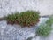 Desert plants that grow in rock cracks