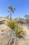 Desert plants in Joshua Tree National Park.