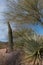 Desert plants a plenty in southeastern Arizona