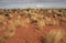 Desert plants. The Rock formation in the Glen canyon, sandstone formations