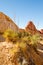 Desert plants and rocks