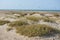 Desert plants on sand dunes with kite surfers at tropical beach
