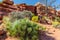 Desert Plants and Sandstone