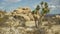 Desert plants with a small rocky mesa in the distance for green screen