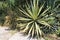 Desert plants with thorns