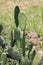 Desert plants with thorns