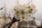 Desert Plum tree flower macro