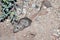Desert Pocket Mouse near a burrow