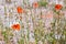 Desert poppies