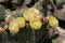 Desert prickly pear, Opuntia phaeacantha, pale yellow flowers