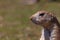 Desert puppy with raised front paw looking at camera. Prairie rodent.