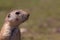 Desert puppy with raised front paw looking at camera. Prairie rodent.