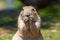 Desert puppy with raised front paw looking at camera. Prairie rodent.