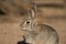 Desert rabbit portrait
