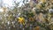 Desert with Red Rocks and Blossoming Larrea Tridentata Plants in Phoenix, Arizona in Spring.