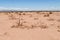 Desert red sandy soil and bushes on it