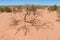 Desert red sandy soil and bushes on it