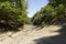 Desert river canyon with acacia trees