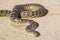 Desert rock python on sandy ground