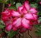 DESERT ROSE