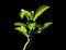 Desert rose (Adenium) leaves