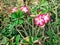 Desert rose or Adenium obesum