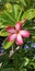 Desert Rose Adenium Obesum Mackay Botanical Gardens