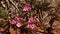 Desert Rose, adenium obesum, Tsavo Park in Kenya,