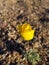 Desert Rose Blooms