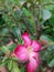 Desert rose flower from Indonesia farm