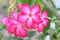 Desert Rose Flowers