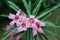 Desert Rose and Impala Lily.