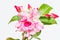 Desert rose or Impala lily