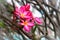 Desert Rose, Impala lily flower