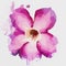 Desert Rose or Impala Lily flower watercolor