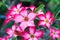 Desert Rose-Impala Lily- Mock Azalea Beautiful Red