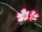 Desert Rose, Impala Lily, Mock Azalea, beauty white pink flowers on blur authentic garden outdoor background