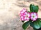 Desert Rose, Impala Lily, Mock Azalea, beauty white pink flowers on blur authentic garden outdoor background