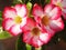 Desert Rose, Impala Lily, Mock Azalea, beauty white pink flowers on blur authentic garden outdoor background