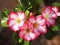Desert Rose, Impala Lily, Mock Azalea, beauty white pink flowers on blur authentic garden outdoor background