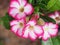 Desert Rose, Impala Lily, Mock Azalea, beauty white pink flowers on blur authentic garden outdoor background