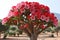 Desert rose, Impala Lily or Mock Azalea flowers