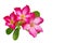 Desert rose (Impala lily, Mock Azalea) pink flower isolated on w