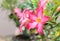 Desert Rose-Impala Lily- Mock Azalea Pink flowers